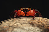 Mandarin crab (Geosesarma notophorum) facing on black background