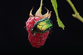 Rose Chafer (Cetonia aurata) on a raspberry on a black background, France