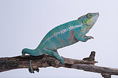 Panther Chameleon (Furcifer pardalis) standing on its hind legs on a white background