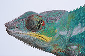 Panther Chameleon (Furcifer pardalis) portrait of a male on a white background
