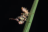 African Flower Mantis (Pseudocreobotra whalbergi) jevenile on black background