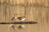 Garganey (Spatula querquedula) couple on a branch on the water. Brenne, France
