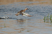 Garganey (Spatula querquedula) flying from the water surface, Brenne, France