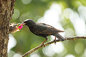 Starling (Sturnus vulgaris) feeding its young with a cherry, Alsace, France