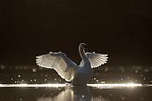 Mute swan (Cygnus olor) against the light with its wings open on the water, Alsace, France