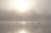 Canada Geese (Branta canadensis) on the Old Rhine on a foggy morning, Alsace, France