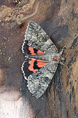 Red underwing (Catocala nupta), wings open, on a dead tree trunk, Alsace, France
