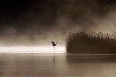 Great Egret (Egretta alba) flying against the light in the morning mist, Etang de Brenne, Indre, France