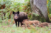 Eurasian boar (Sus scrofa), sow suckling its pigglets, Nièvre, France