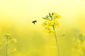 Abeille domestique (Apis mellifera) en vol à l'approche d'une fleur de colza. Alsace, France