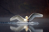 Mute Swan (Cygnus olor) landing on the water, wings open in the fog, Alsace, France