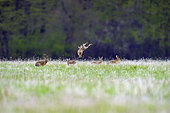 European hare (Lepus europaeus), pursuit during mating time, Lorraine, France