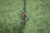 European hare (Lepus europaeus) in e field, Lorraine, France