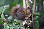 Red squirrel, (Sciurus vulgaris), eating an hazelnut, Lorraine, France