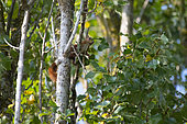 Ecureuil roux (Sciurus vulgaris), collecte de branche pour faire un nid, Lorraine, France