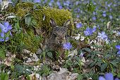 European hare (Lepus europaeus), leveret in flowering undergrowth, Lorraine, France