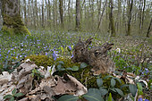 European hare (Lepus europaeus), leverets in flowering undergrowth, Lorraine, France