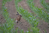 European hare (Lepus europaeus), sitting in a maïs field, Lorraine, France