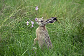 European hare (Lepus europaeus), scenting a mallow flower, Lorraine, France