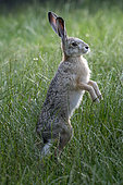 European hare (Lepus europaeus), standing up, Lorraine, France