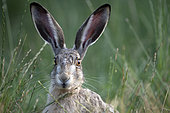 European hare (Lepus europaeus), close up view, Lorraine, France