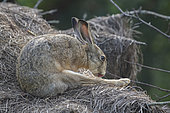 European hare (Lepus europaeus), grooming , Lorraine, France