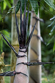 Giant bamboo (Dendrocalamus asper) shoot, Sao Paulo State, Brazil