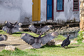 Black vultures (Coragyps atratus) sun bathing with open wings, Paraty, Rio de Janeiro State, Brazil
