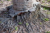 Roots at the base of Coconut palm tree (Cocos nucifera), Parnaiba Delta, Maranhao, Brazil