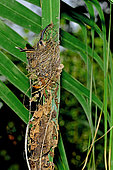 Bronzy hermit (Glaucis aeneus) in a nest attached to a hanging palm leaf, Costa Rica
