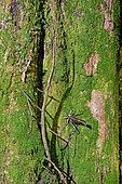 Guanacaste stick insect (Calynda bicuspis) -12 cm-, Praying Mantis (Mantis religiosa) and Leafhopper (Typophyllum sp) on a mossy trunk, Costa Rica