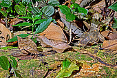 Leaf-mimicking katydid (Typophyllum sp) and Dead leaf-mimicking katydid (Mimetica mortuifolia) Homotype and homochrome in the undergrowth, Costa Rica