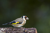 Goldfinch (Carduelis carduelis) in a garden, Vaucluse, France