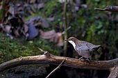 White-throated Dipper (Cinclus cinclus) on a branch, at the edge of the Bourne, river of the Vercors, Isère, France
