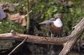 White-throated Dipper (Cinclus cinclus) preening on a branch, at the edge of the Bourne, river of the Vercors, Isère, France