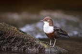 White-throated Dipper (Cinclus cinclus) on rock, at the edge of the Bourne, river of the Vercors, Isère, France