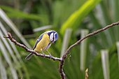 Blue tit (Cyanistes caeruleus) on a branch in a garden, Vaucluse, France