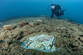 Scuba diver exploring one of the polychrome mosaics situated in the thermal complex of Lacus Baianus, Marine Protected Area of Baia, Naples, Italy, Tyrrhenian Sea