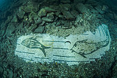 Mosaïque du troisième siècle de notre ère, à thème maritime, réalisée avec des carreaux noirs et blancs (tessellatum) représentant un fond marin avec des dauphins, des oursins, des murènes et d'autres poissons, dans le complexe thermal du Lacus Baianus, Parc archéologique de Baïes, Mer Tyrrhénienne, Campanie, Italie