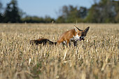 Red fox (Vulpes vulpes), eating a carcass, Lorraine, France