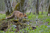 Red fox (Vulpes vulpes), Lorraine, France