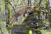 Red fox (Vulpes vulpes), female in lactation exploring a stump , Lorraine, France