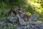 Red fox (Vulpes vulpes), female carrying to the den a roh deer fawn carcass, Lorraine, France