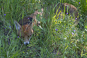 Red fox (Vulpes vulpes), female sleeping in the grass, Lorraine, France