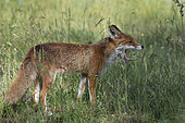 Red fox (Vulpes vulpes), yawning, Lorraine, France