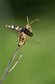 Longhorn Beetle (Rhagium sycophanta), flight, forest, Plancher Bas , Haute Saone, France