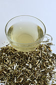 Mugwort annual (Artemisia annua), cut and dried plant, stems and leaves, cup of infusion