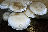 White button mushroom (Agaricus bisporus), infructescences, indoor grow kit, Belfort, Territoire de Belfort, France