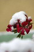 Geranium flower (Pelargonium) under the snow, house, window, snow, winter, Belfort, Territoire de Belfort, France