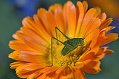 Sickle-bearing Bush Cricket (Phaneroptera falcata), juvenile, garden, Belfort, Territoire de Belfort, France